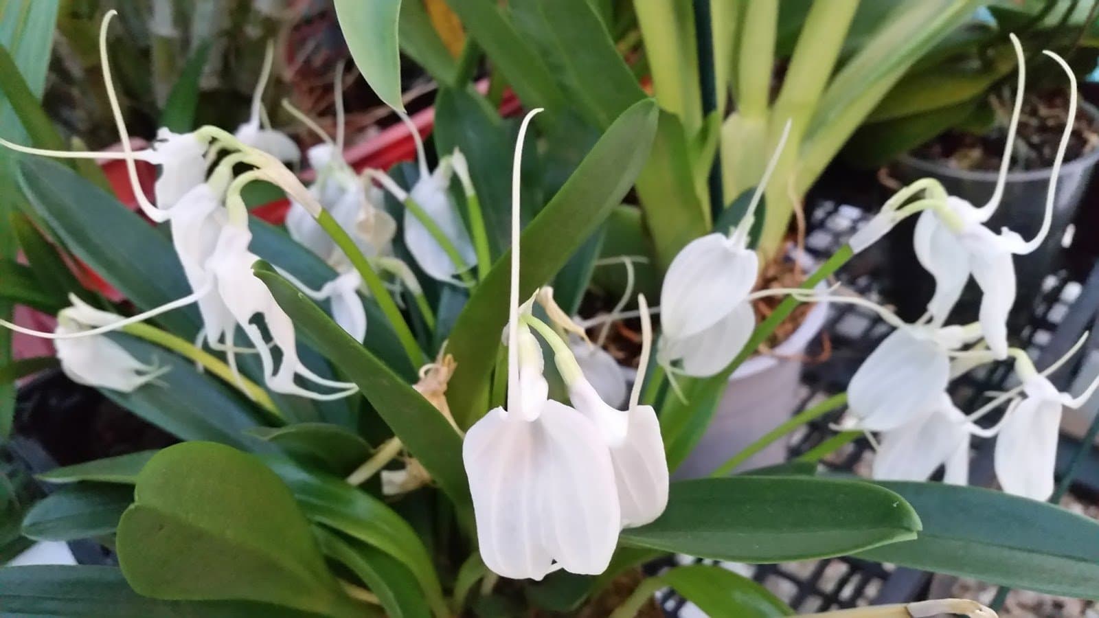 Masdevallia tovarensis: Orquidea de tamaño medio 2