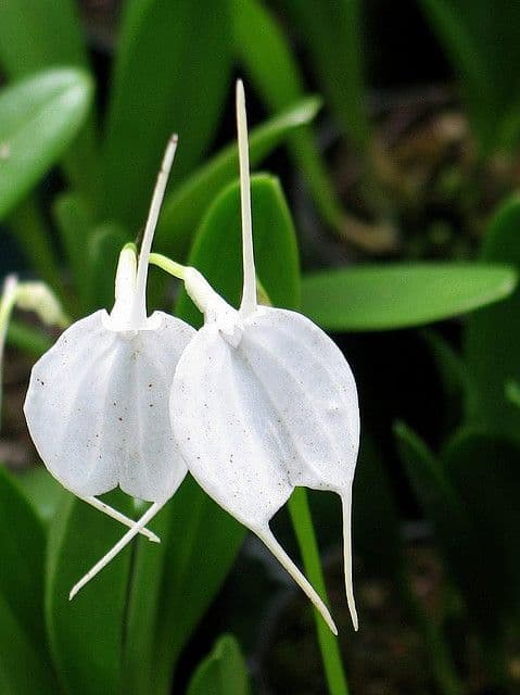 Masdevallia tovarensis: Orquidea de tamaño medio 3