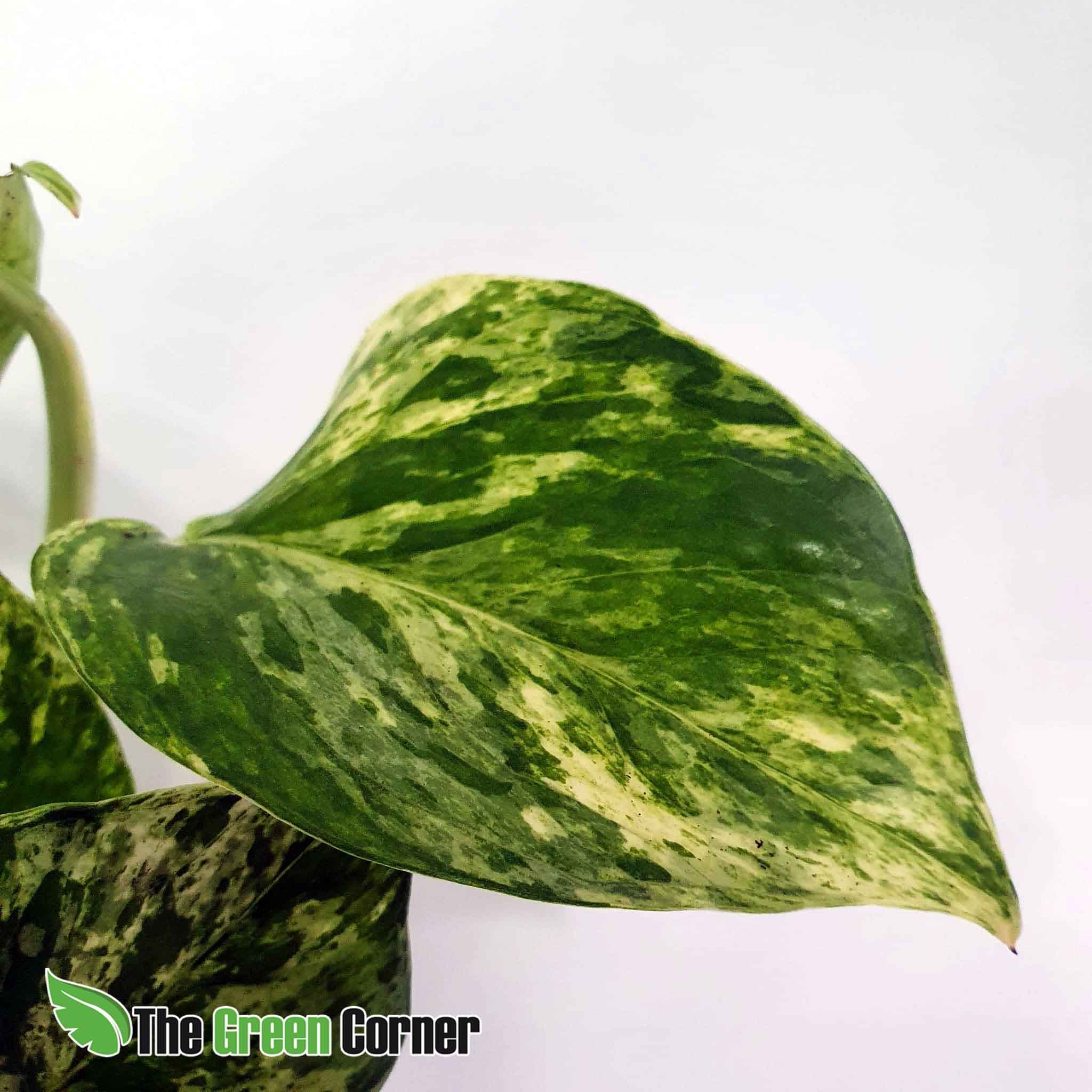 Epipremnum Marble Queen 2