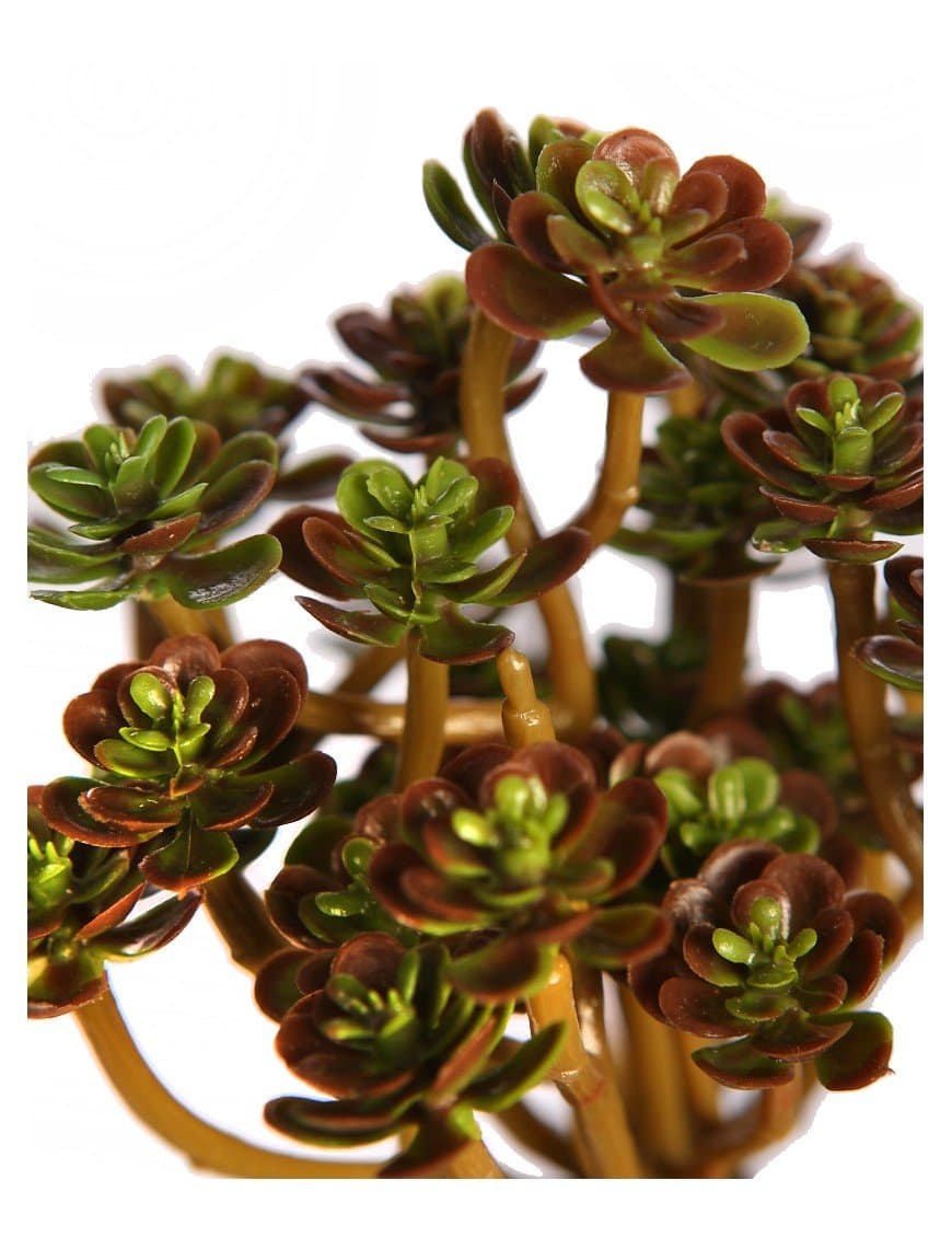 Suculenta Echevería Artificial 13cm (Marrón) 2