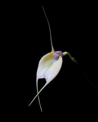 Masdevallia measuresiana: Orquidea de tamaño medio 2