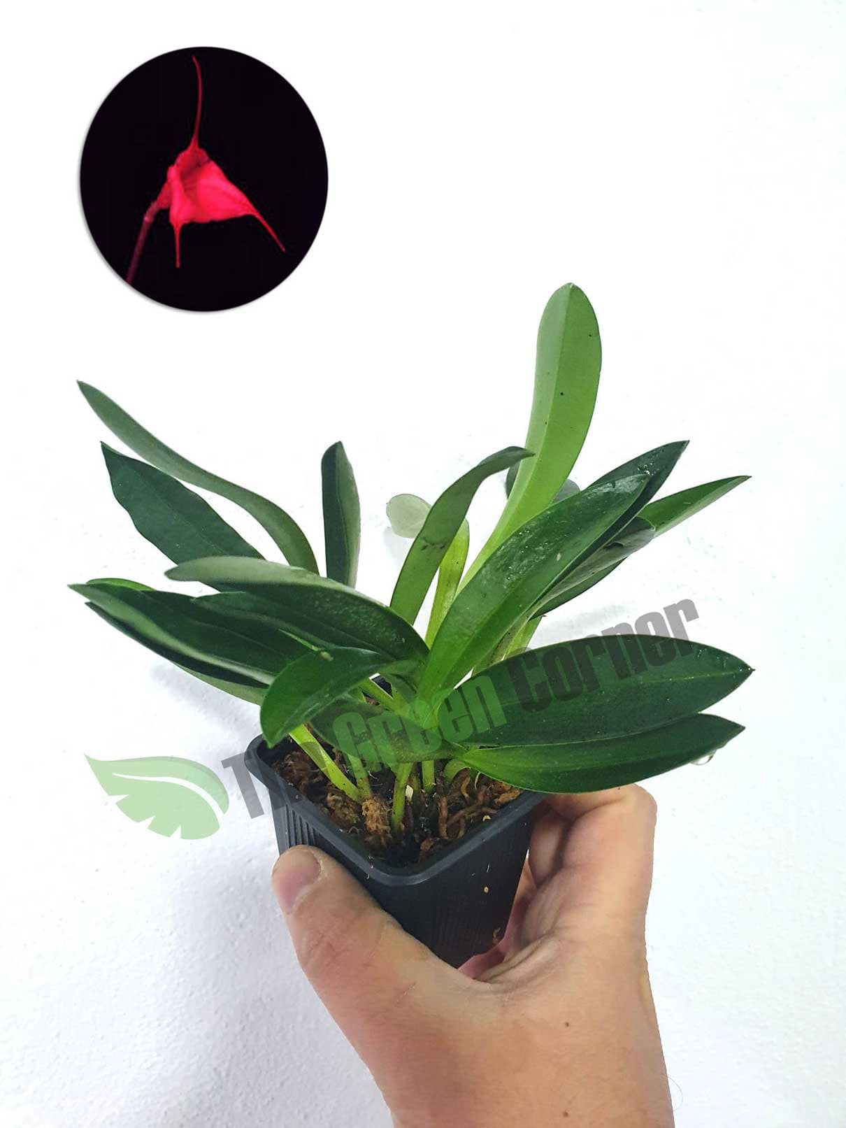 Masdevallia Barleana: Orquídea miniatura del genero masdevallia