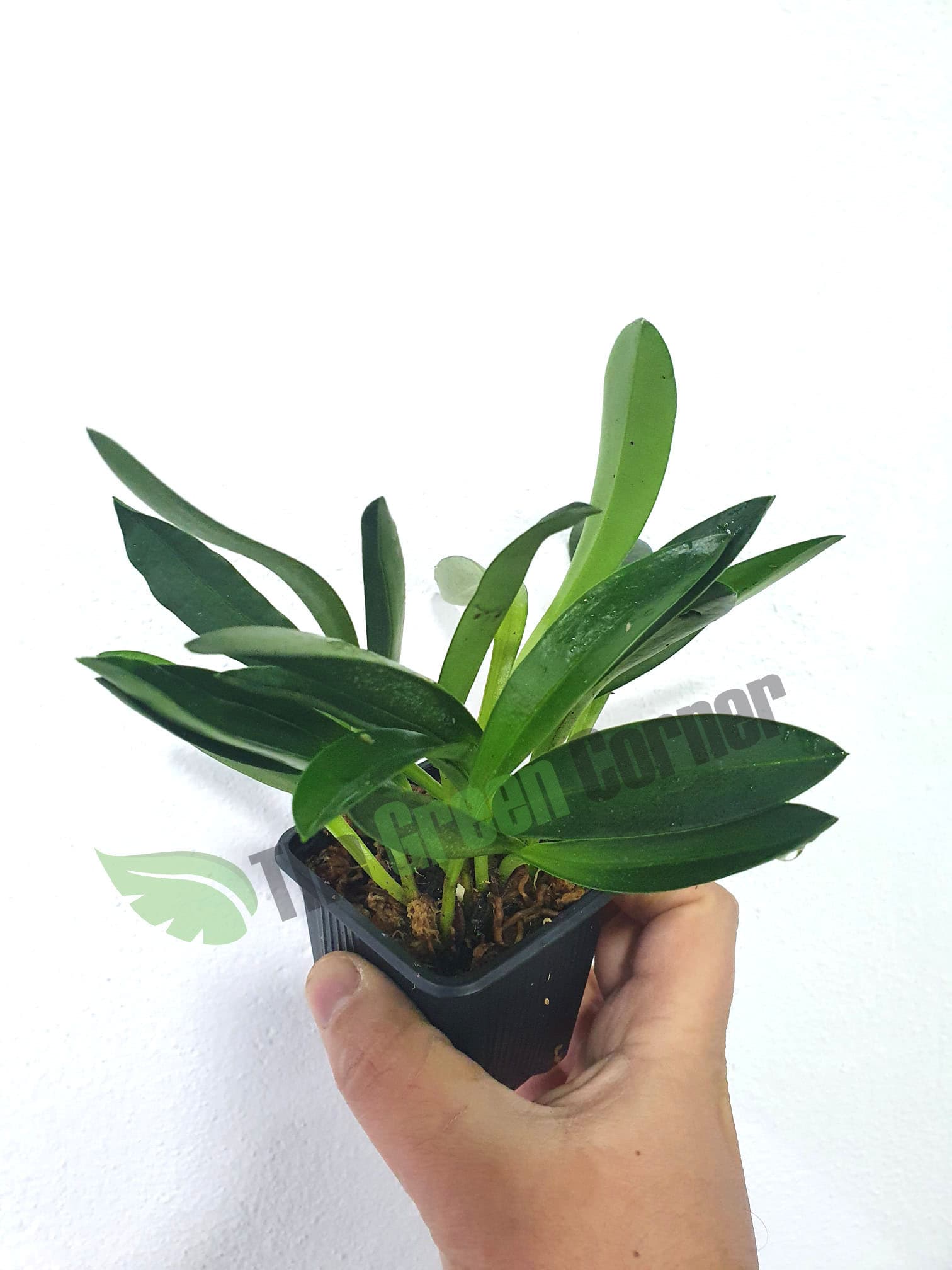 apta para el cultivo en terrarios tropicales