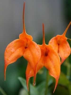 Masdevallia Coccinea Naranja: Orquidea de tamaño medio 2