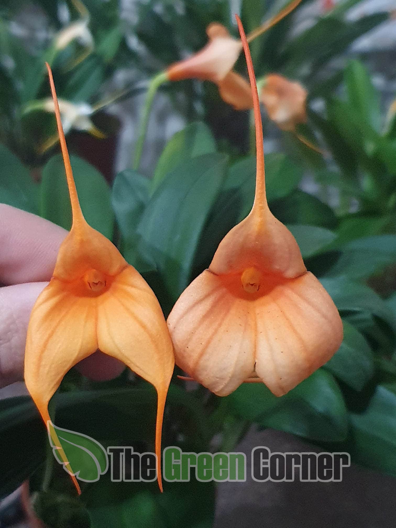Masdevallia Coccinea Naranja: Orquidea de tamaño medio
