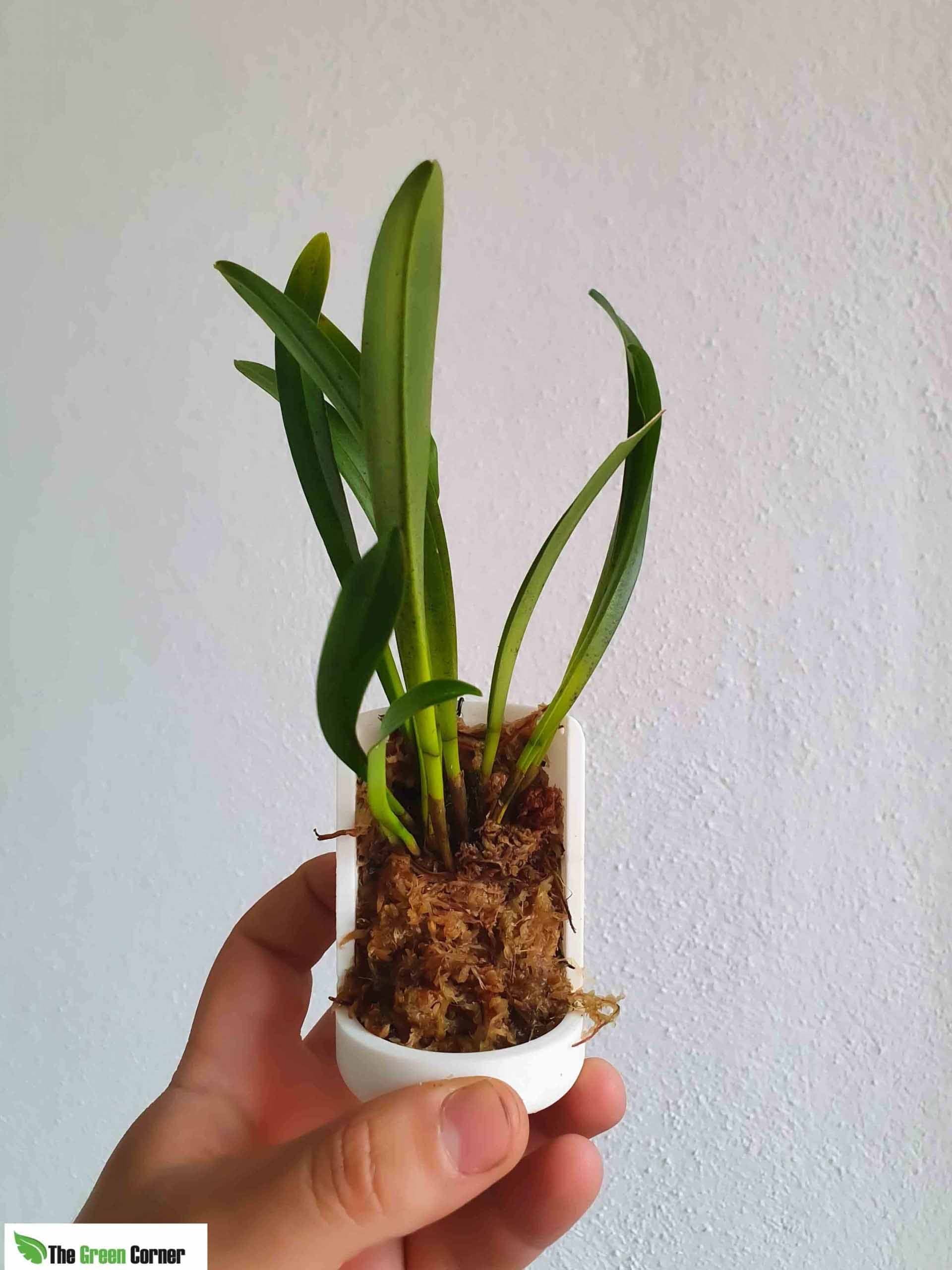 Maceta para montar orquídeas color Blanco-7cm de Diámetro 4