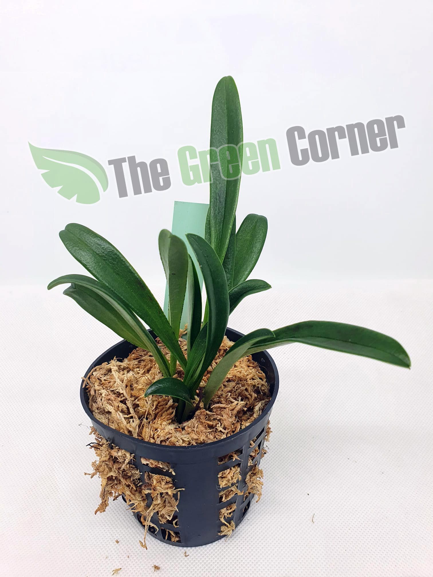 Masdevallia measuresiana: Conoce mas el genero masdevallia con especies híbridas mas sencillas de cultivar en casa y en terrario.