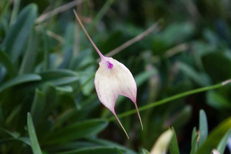 Masdevallia measuresiana: Orquidea de tamaño medio 3