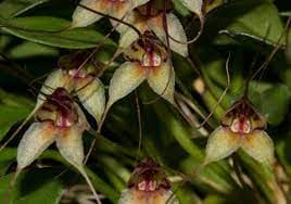 Masdevallia nidifica: Una masdevallia fácil 3