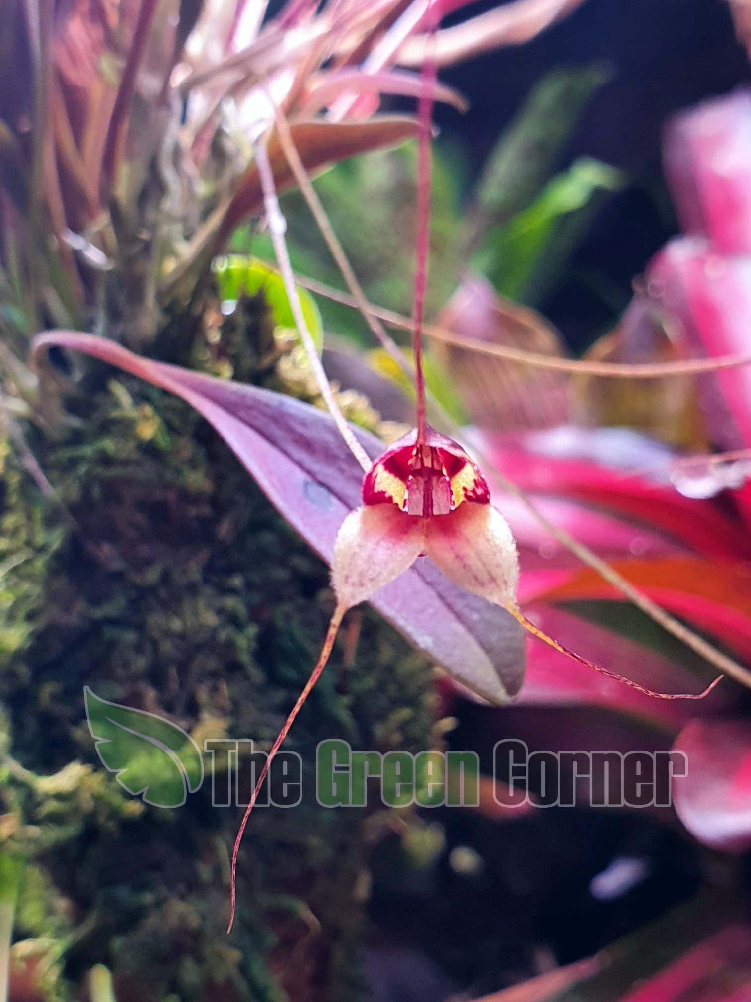 Masdevallia nidifica: Una masdevallia fácil 2
