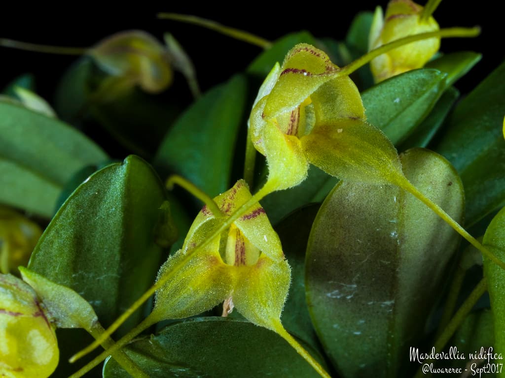 Masdevallia nidifica: Una masdevallia fácil