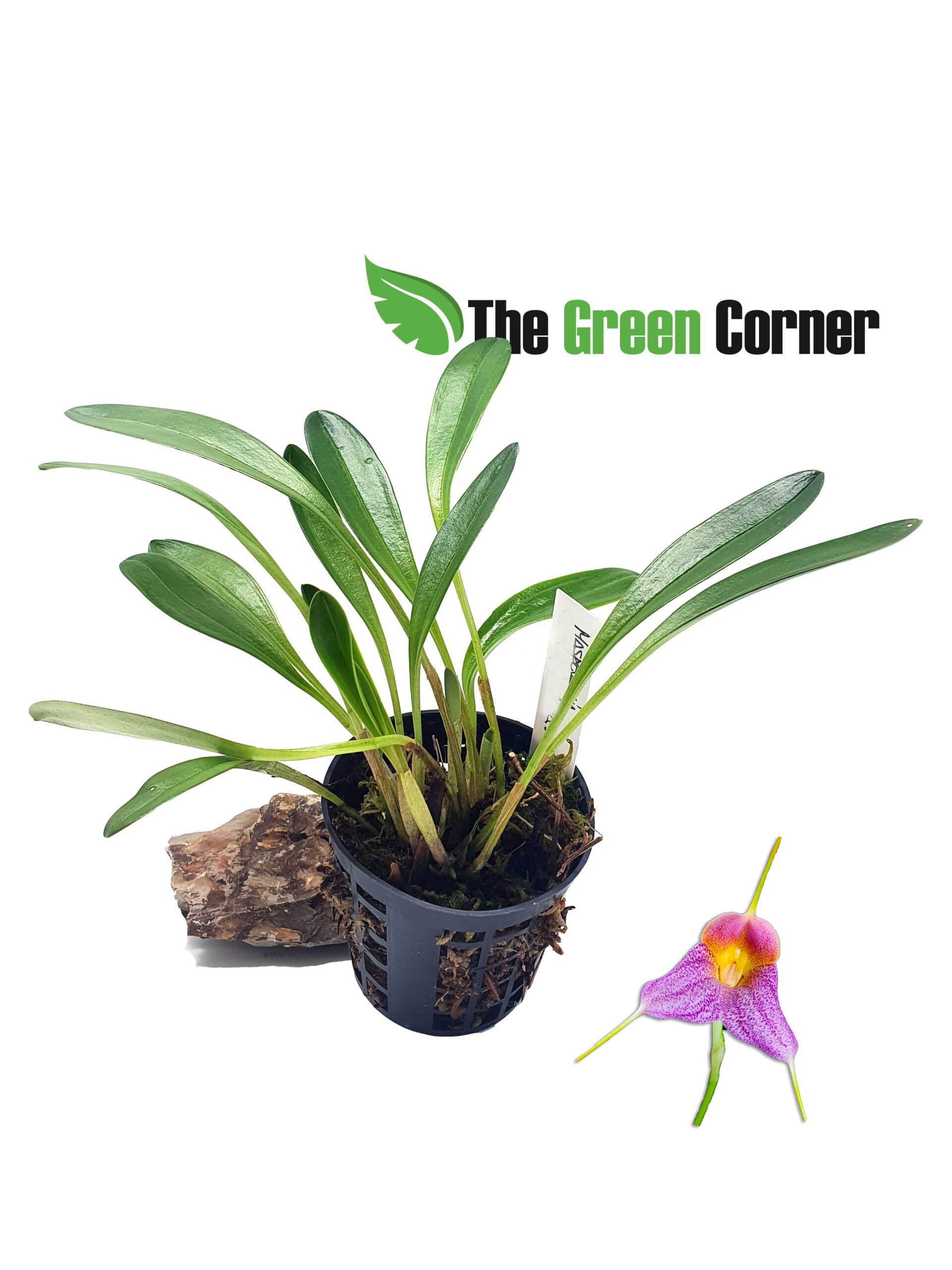 masdevallia- pixie. Orquídea de preciosa floración que sin duda es una de las mas codiciadas entre los coleccionistas.