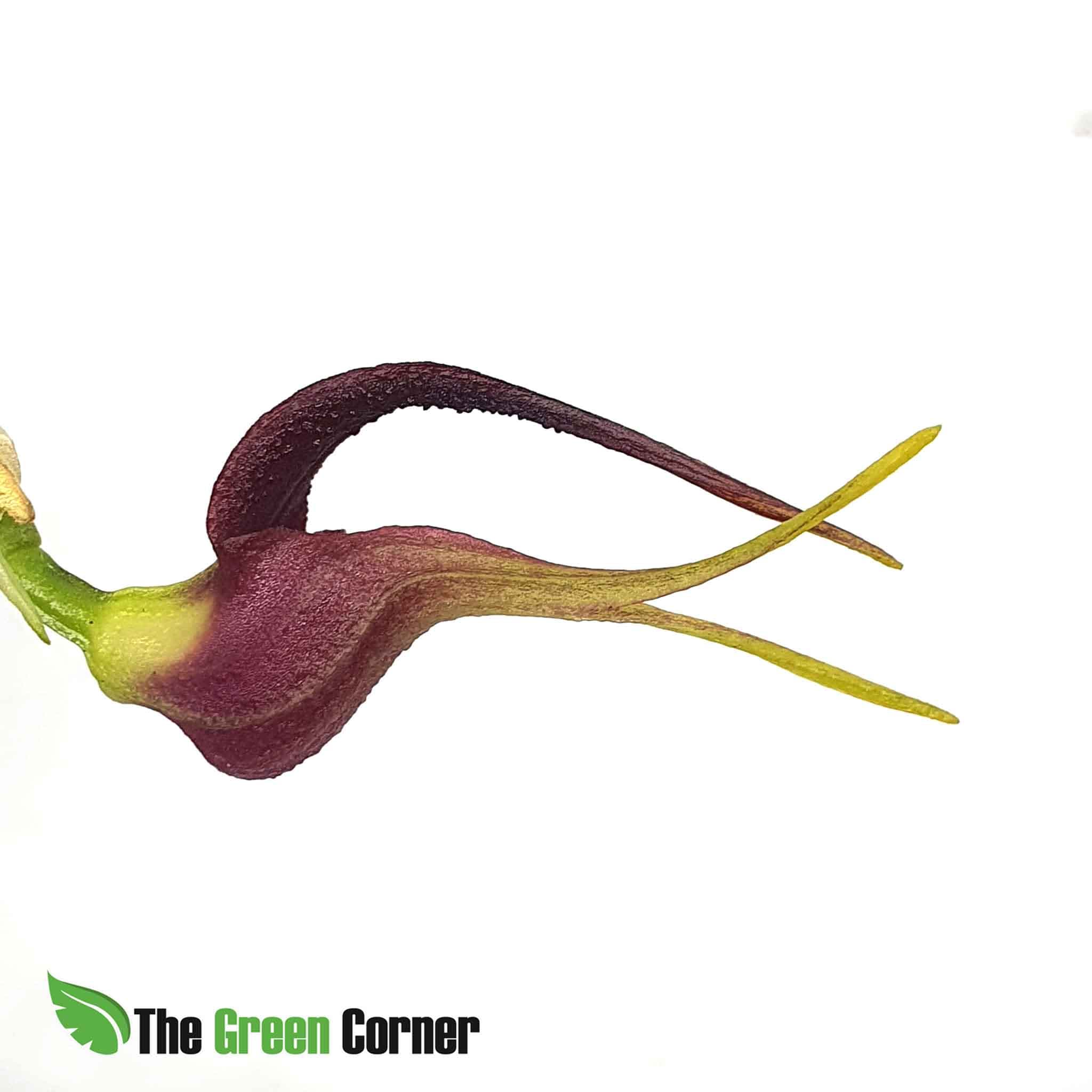 Masdevallia whiteana: Orquideas de Ecuador 2