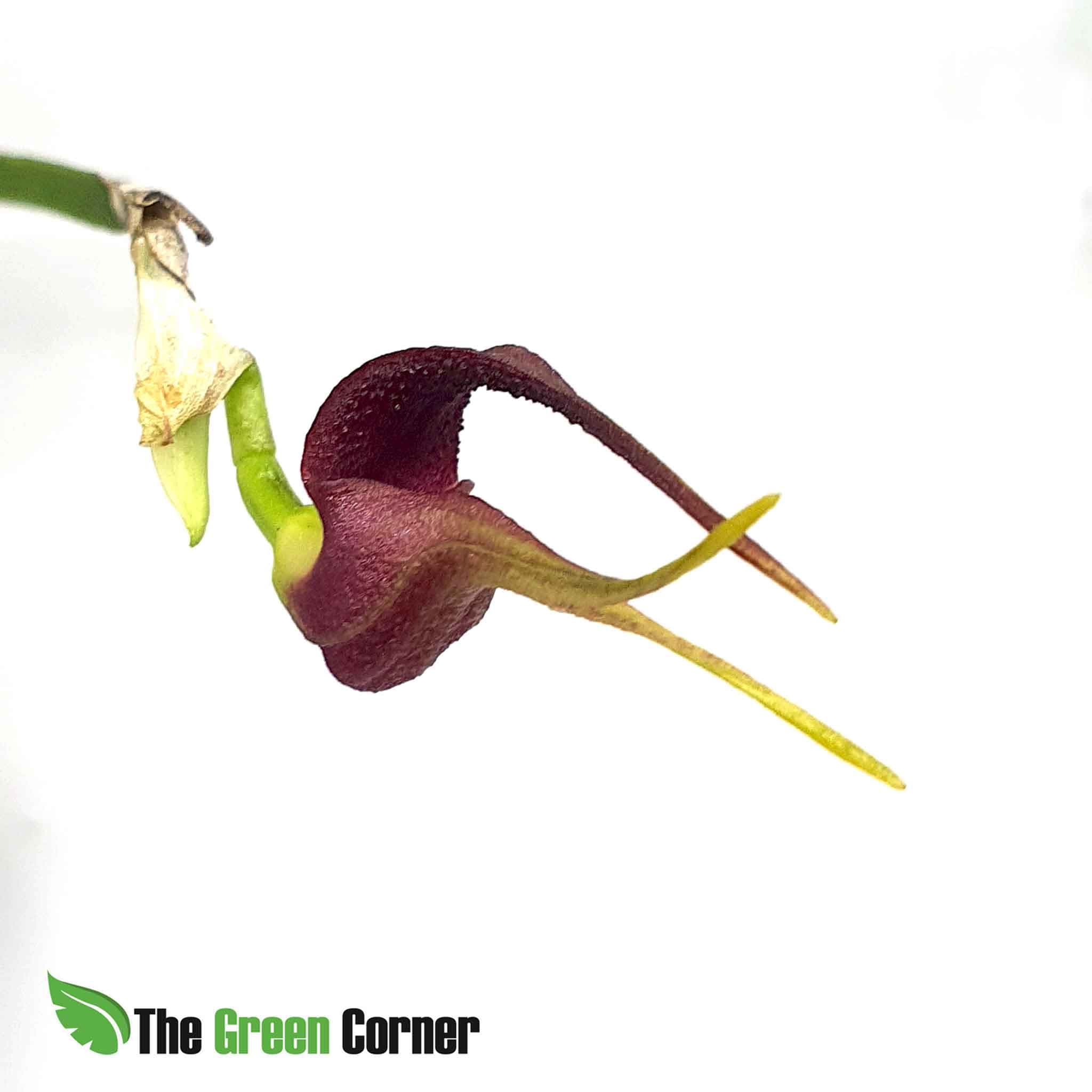Masdevallia whiteana: Orquideas de Ecuador 3