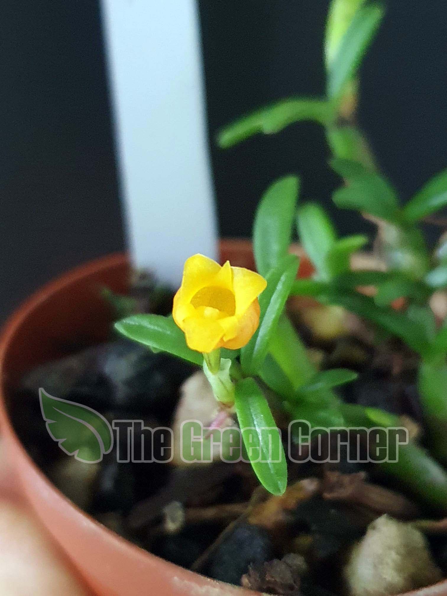 Mediocalcar Decoratum: Una preciosa Orquídea de pequeño tamaño ideal para montaje sobre corcho