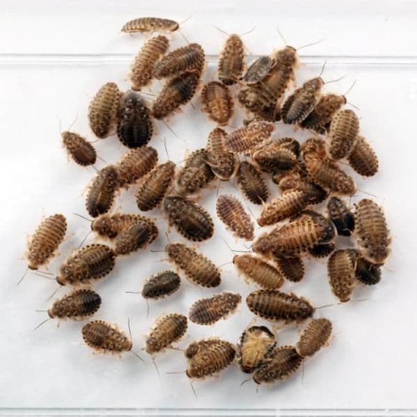Blaptica Dubia Mini: Con un tamaño maximo de 1 cm.Alimentadas con frutas y verduras de manera natural. un alimento fantastico.