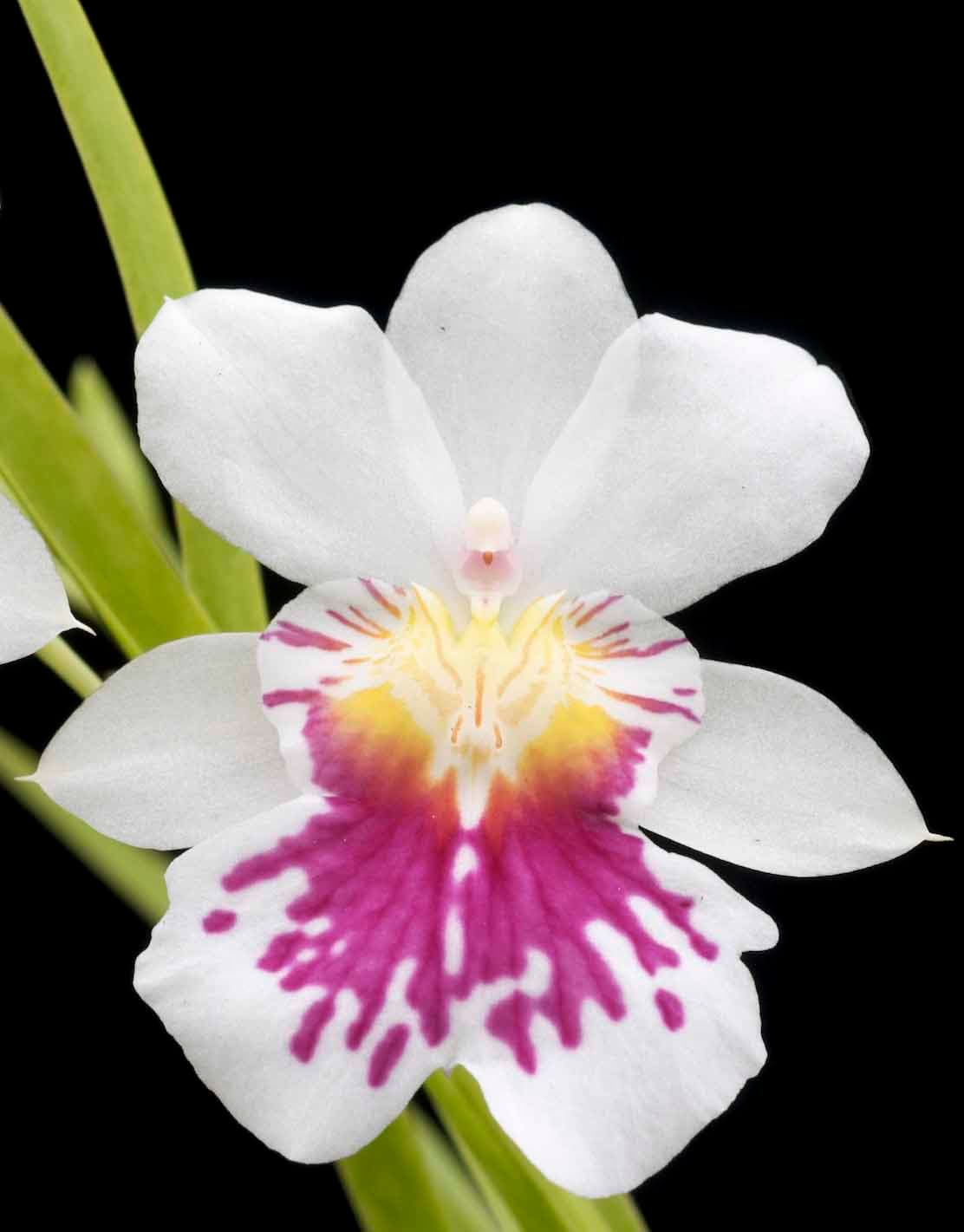 Miltoniopsis Outlet 2