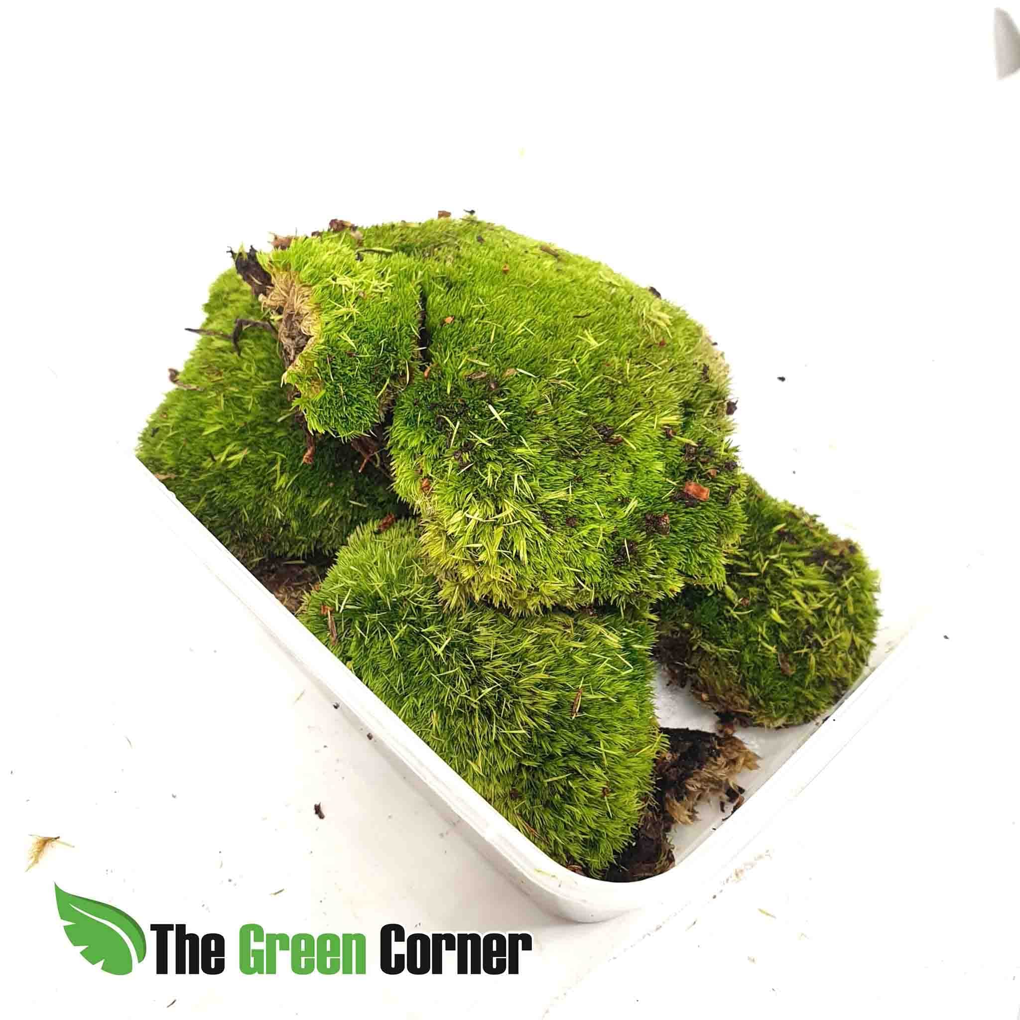 Musgo bola: Prcioso musgo de bosque en tarrinas de 1L. Perfecto para terrario y ecosistemas tropicales. Alta calidad y limpieza.
