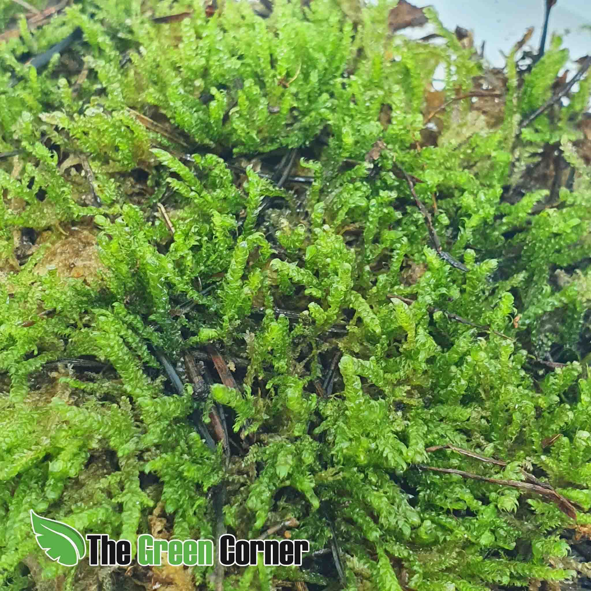 Musgo de Bosque: Tarrina de 1L 2