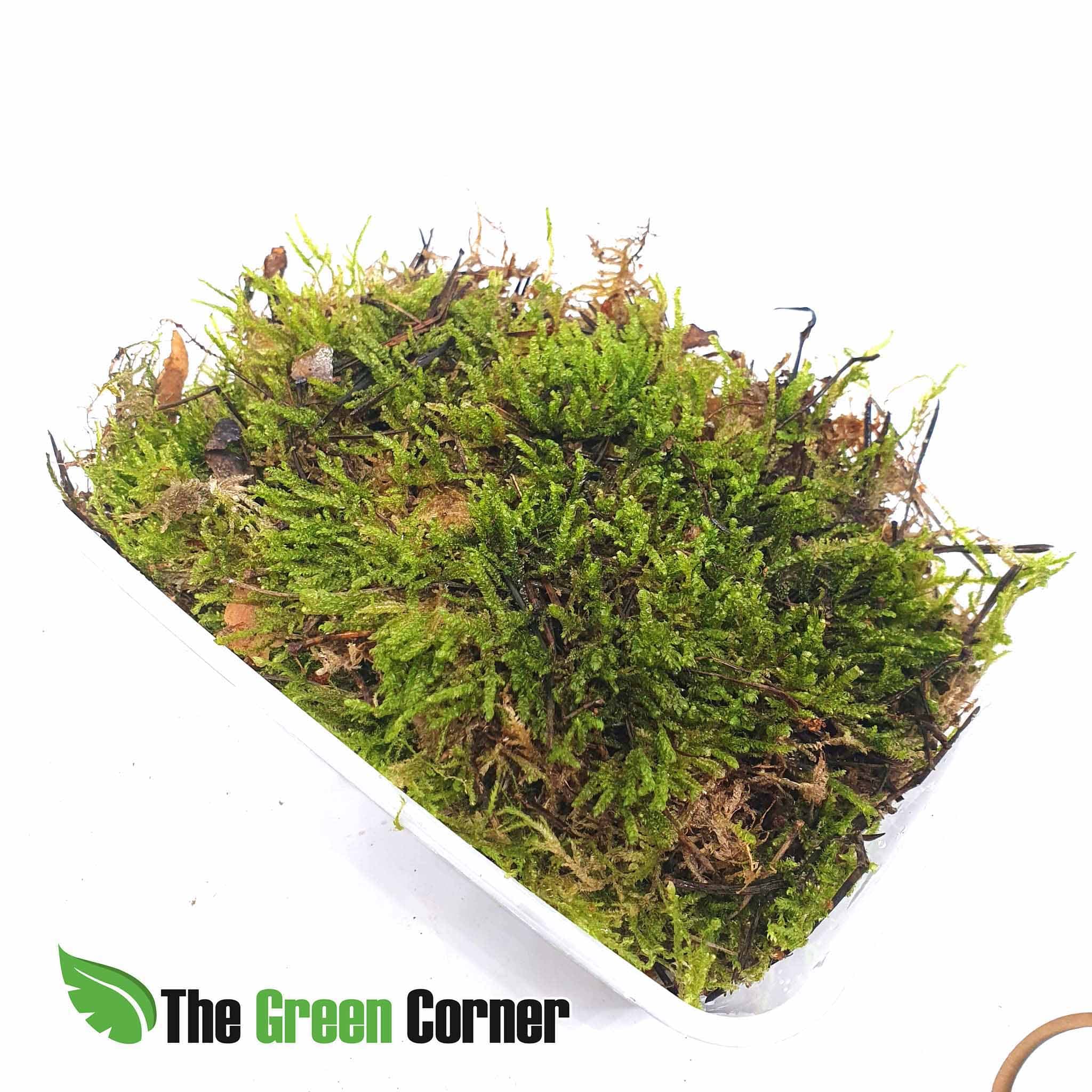 Musgo de Bosque: Prcioso musgo de bosque en tarrinas de 1L. Perfecto para terrario y ecosistemas tropicales. Alta calidad y limpieza.