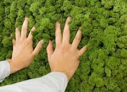 es una buena elección para realizar composiciones de calidad en espacios cerrados.