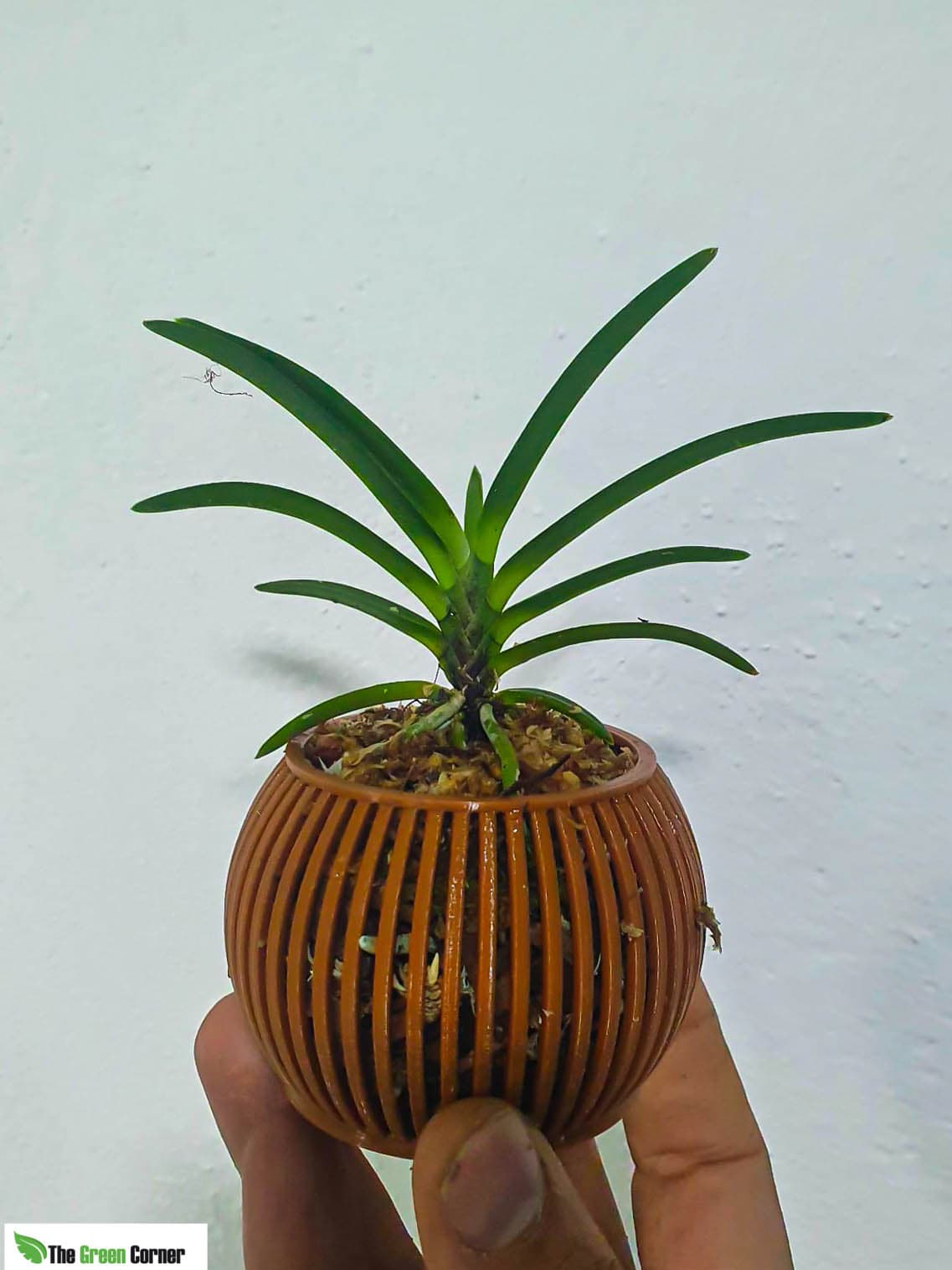 Maceta para orquídeas color marrón-7cm de Diámetro 2