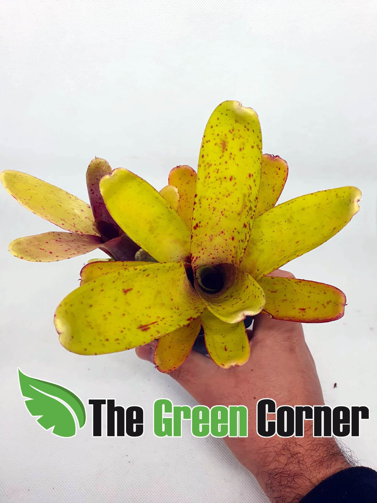 Neoregelia Candelabra. especie de la familia de las Bromelias