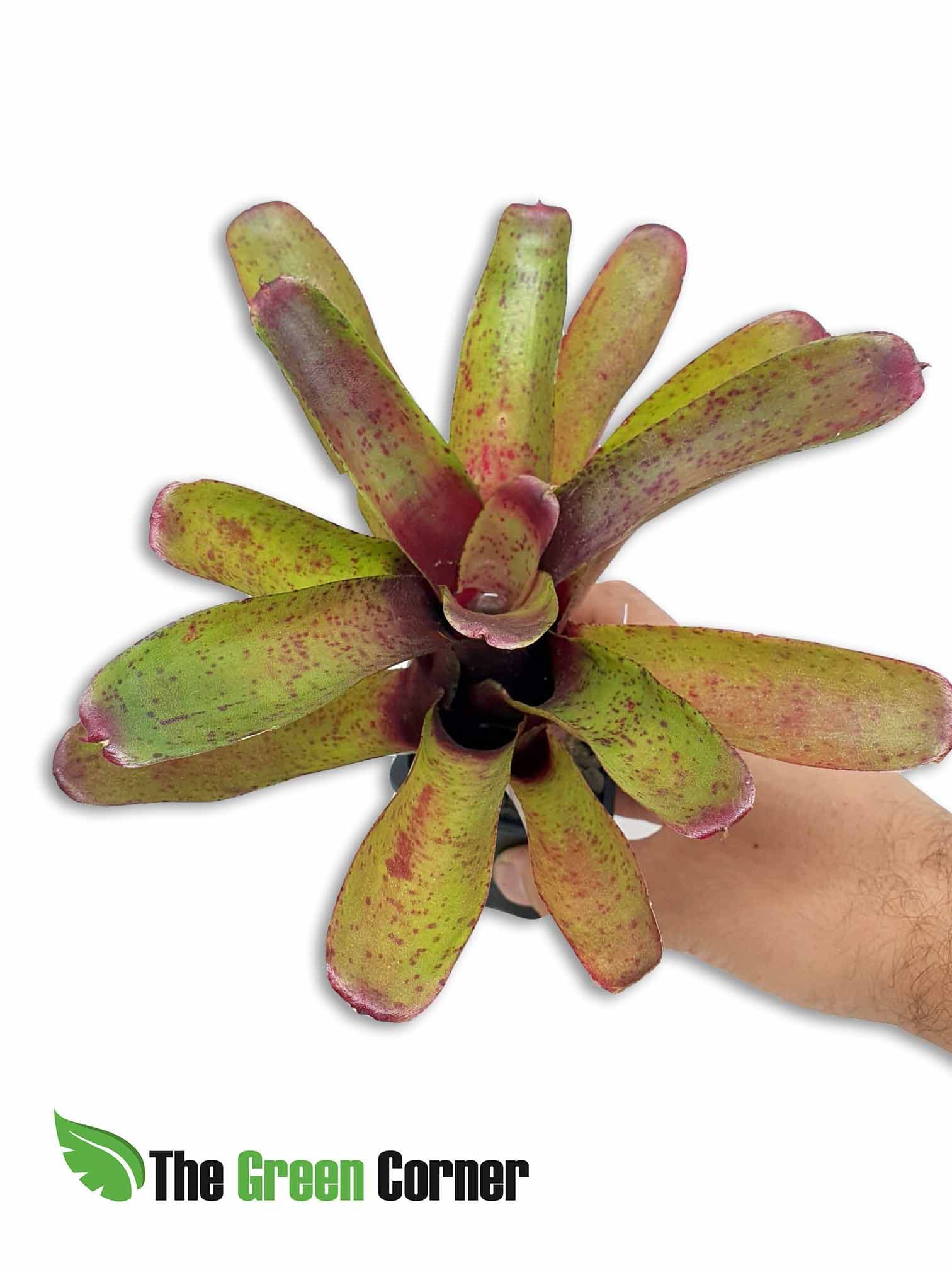 Neoregelia Fireball spotted: Espectacular neoregelia de tonos verdes y rojos