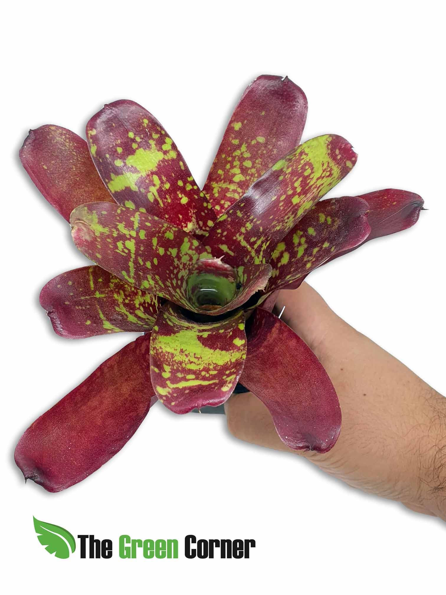 Neoregelia Inca x Fireball: Espectacular neoregelia de tonos verdes y rojos