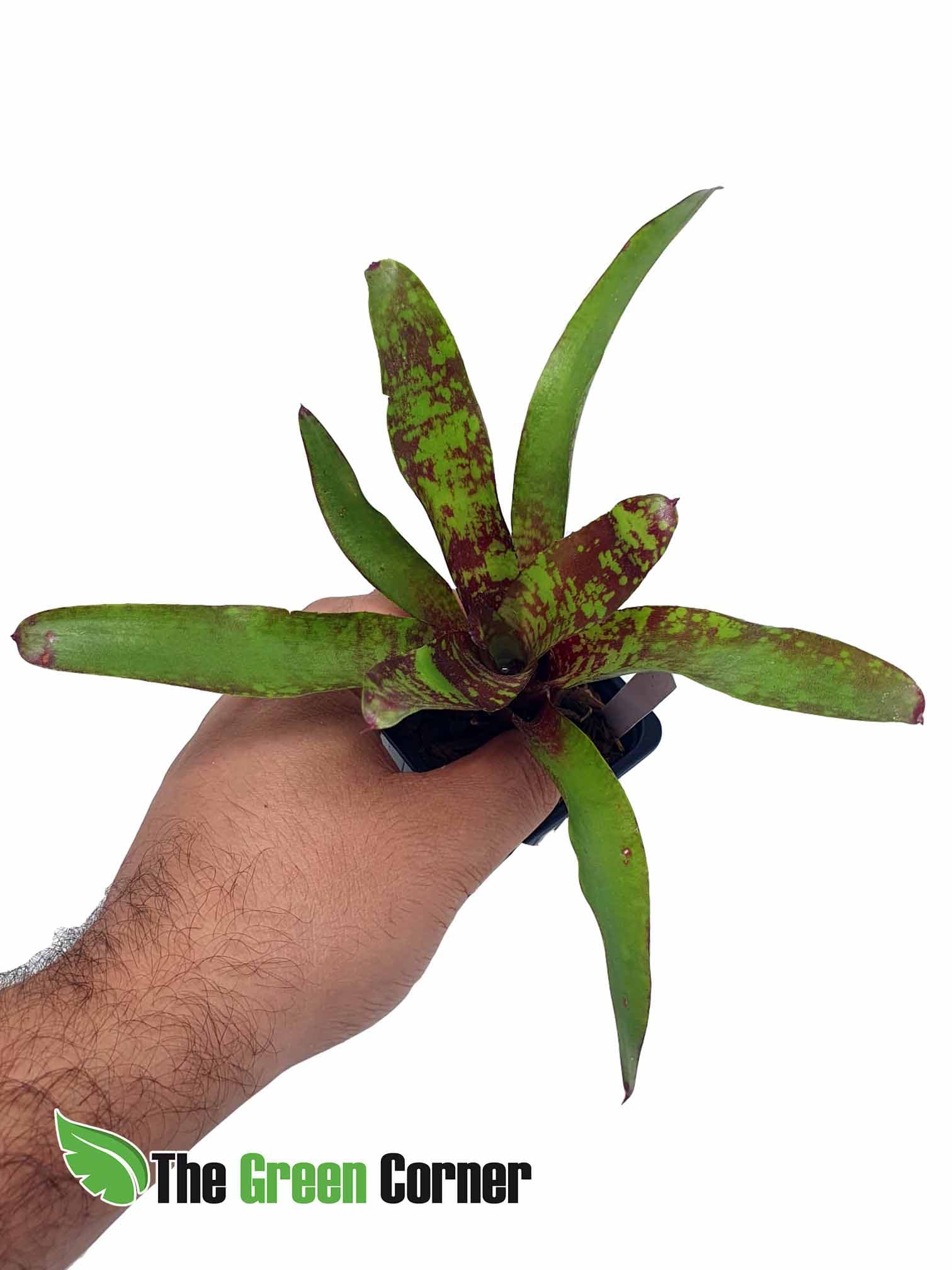 Neoregelia Lilipooh: Espectacular neoregelia de tonos verdes y rojos