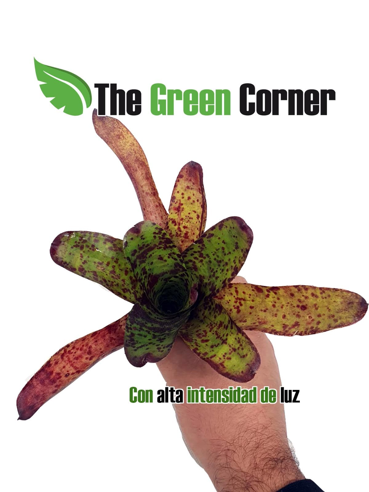 Neoregelia Little Brother. especie de la familia de las Bromelias