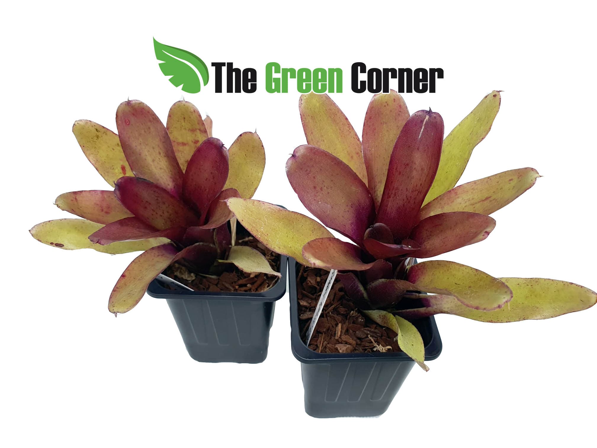Neoregelia Mephisto: especie de la familia de las Bromelias