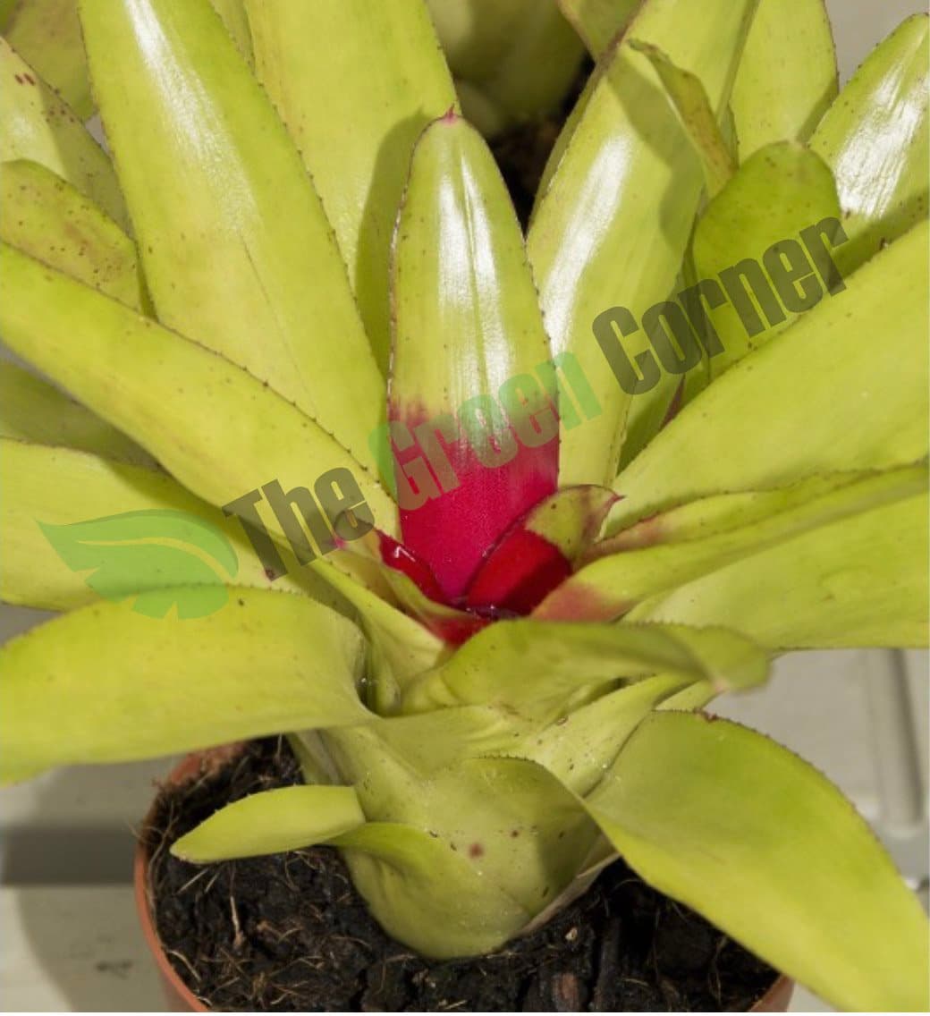Neoregelia olens x compacta 2