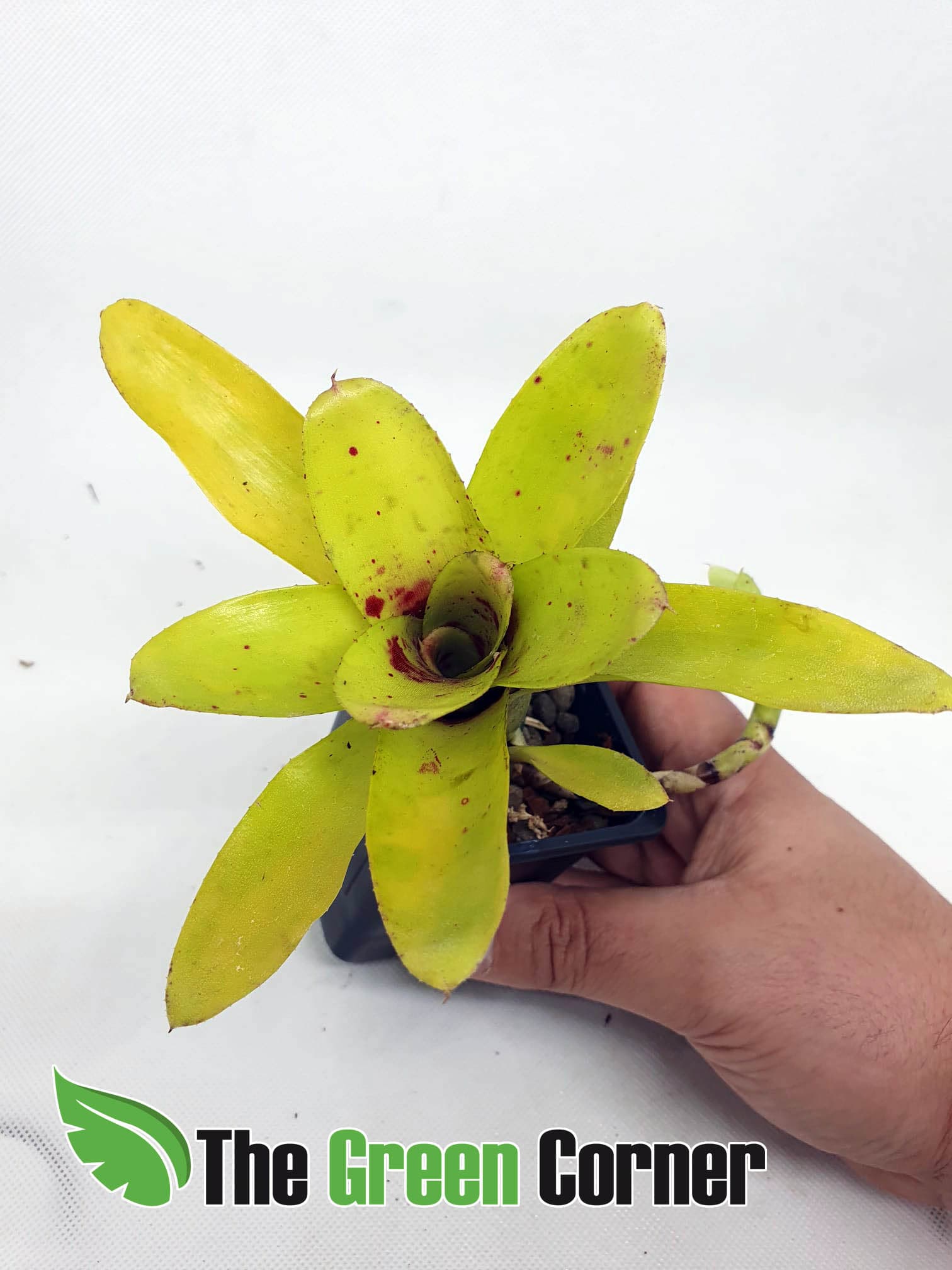 Neoregelia Outrigger: Exclusiva neoregelia que se adapta perfectamente a la vida en terrarios y demás ecosistemas tropicales.