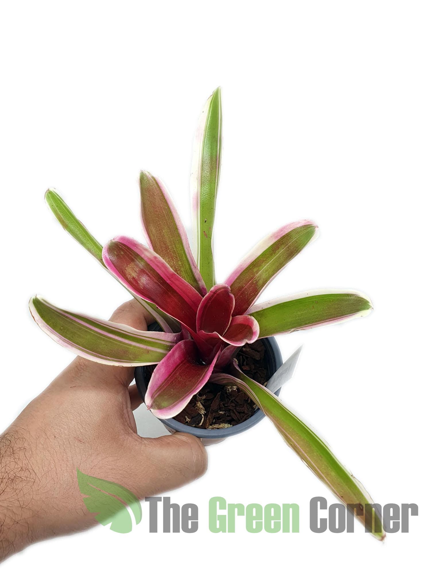 Neoregelia Pacifica: Espectacular neoregelia de tonos rojos oscuros