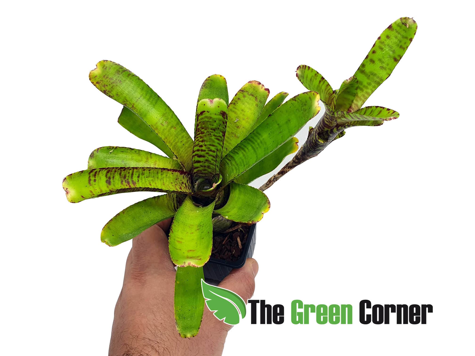 Neoregelia Popoki. especie de la familia de las Bromelias