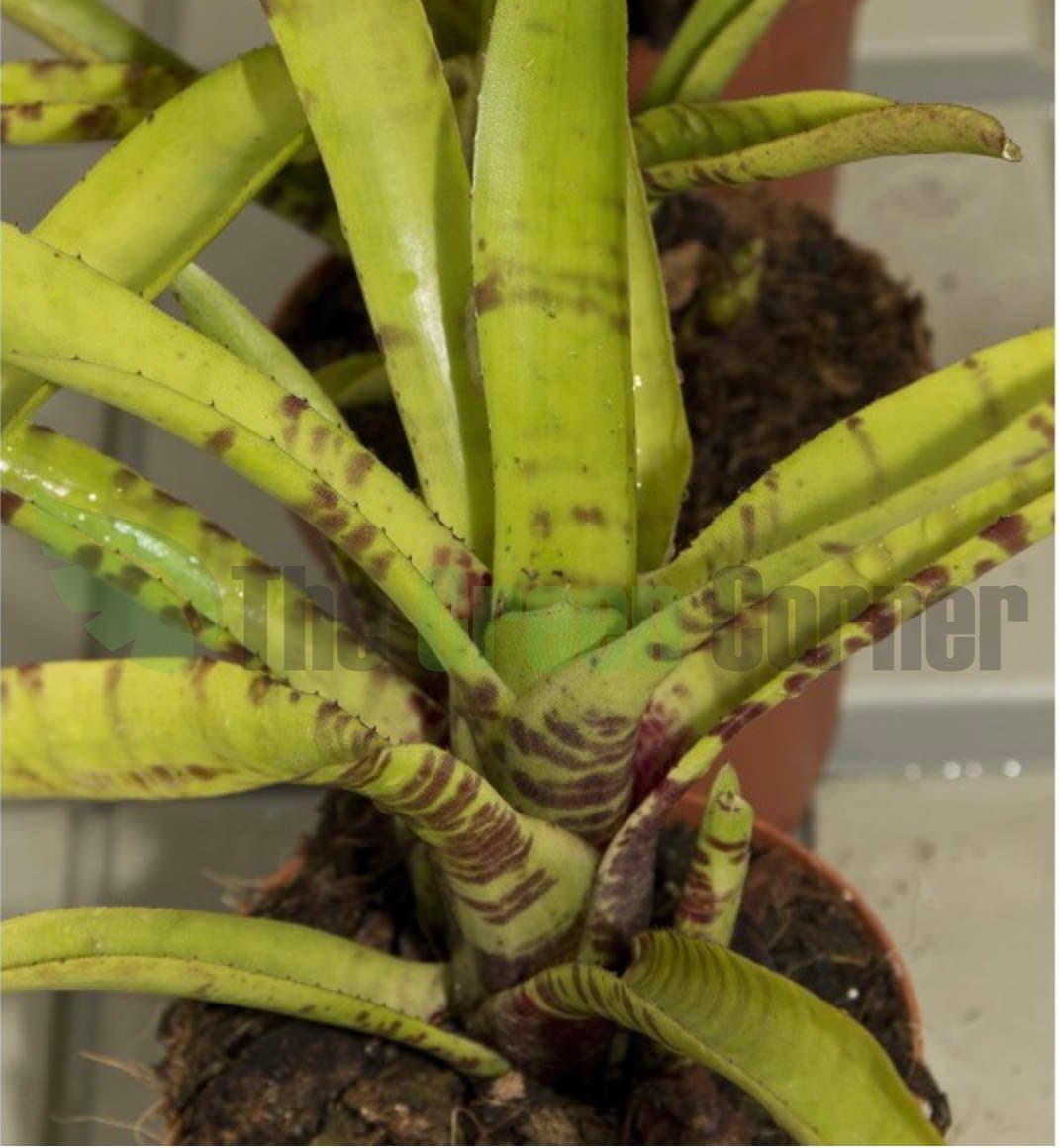 perfecta para terrarios y entornos tropicales. Una coloración fantástica.