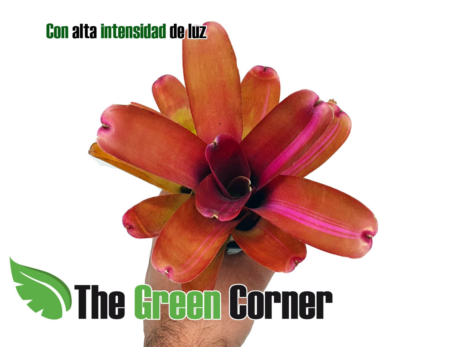 perfecta para terrarios y entornos tropicales. Una coloración fantástica.