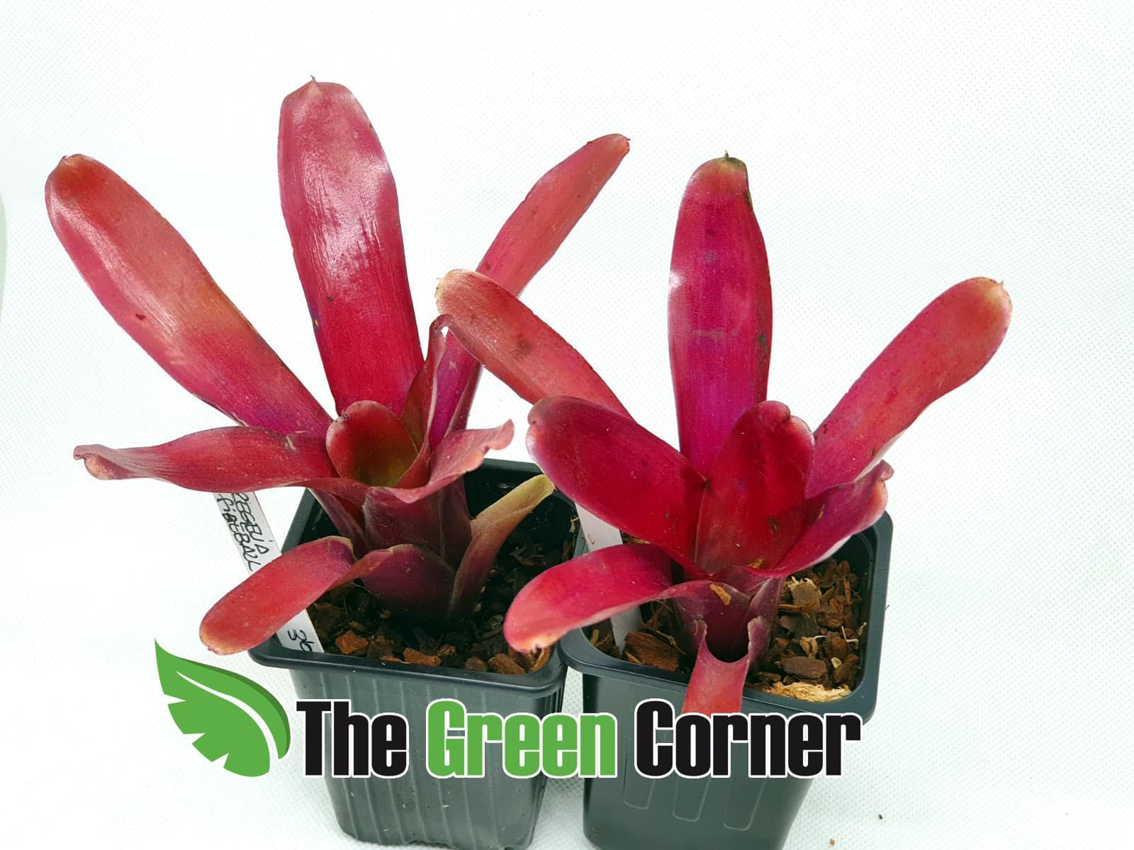 Neoregelia Super Fireball. especie de la familia de las Bromelias