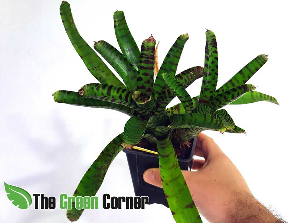 Neoregelia Tic Tac. especie de la familia de las Bromelias