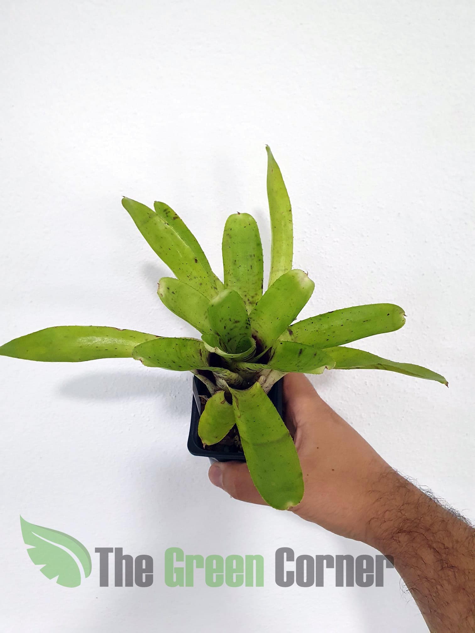 Neoregelia tigrina Hybrid: Espectacular neoregelia de tonos verdes claros