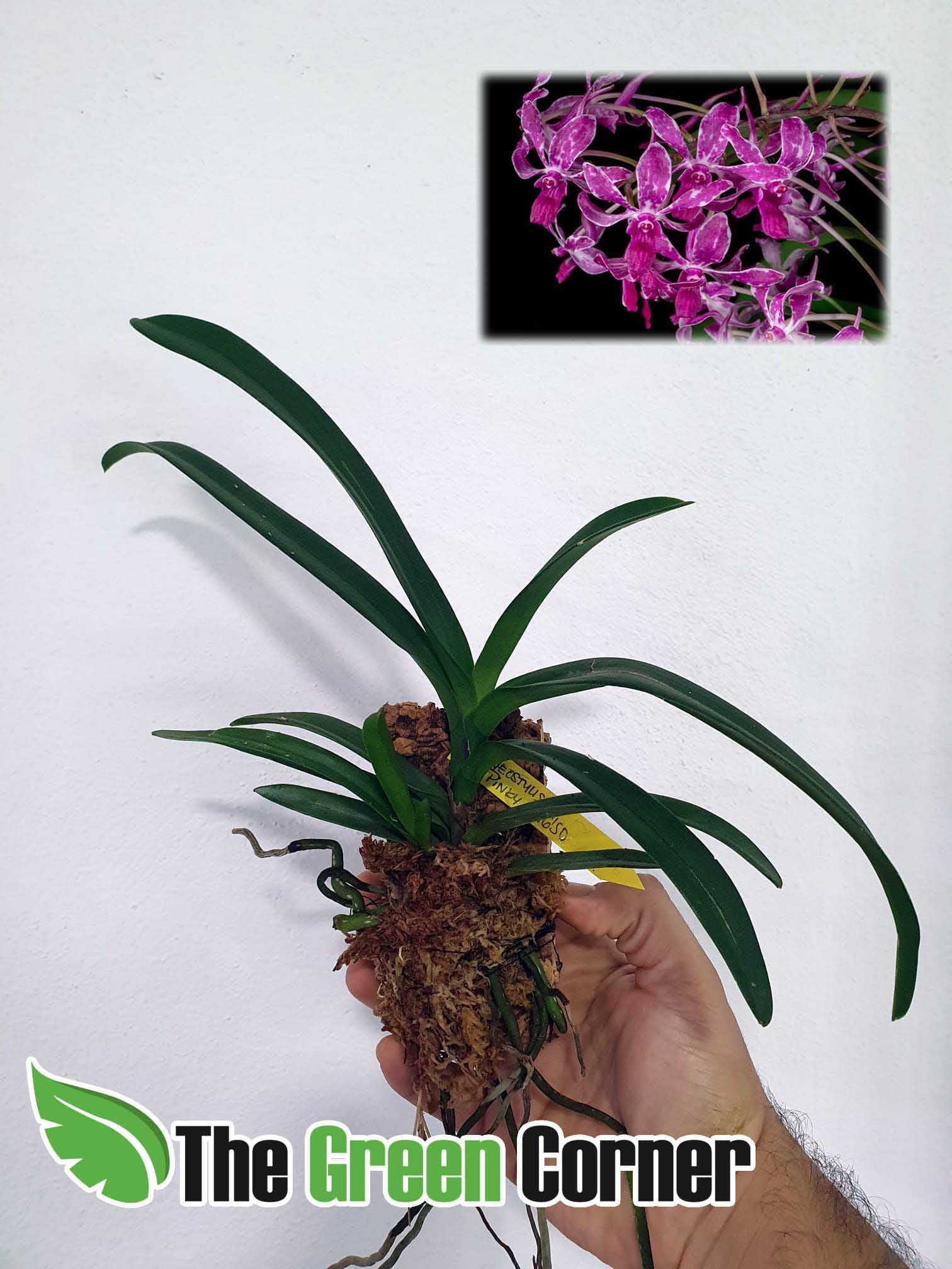 Neostylis Pinky: es un híbrido entre Neofinetia falcata x Rhynchostylis gigantea con flores de color rosa intenso