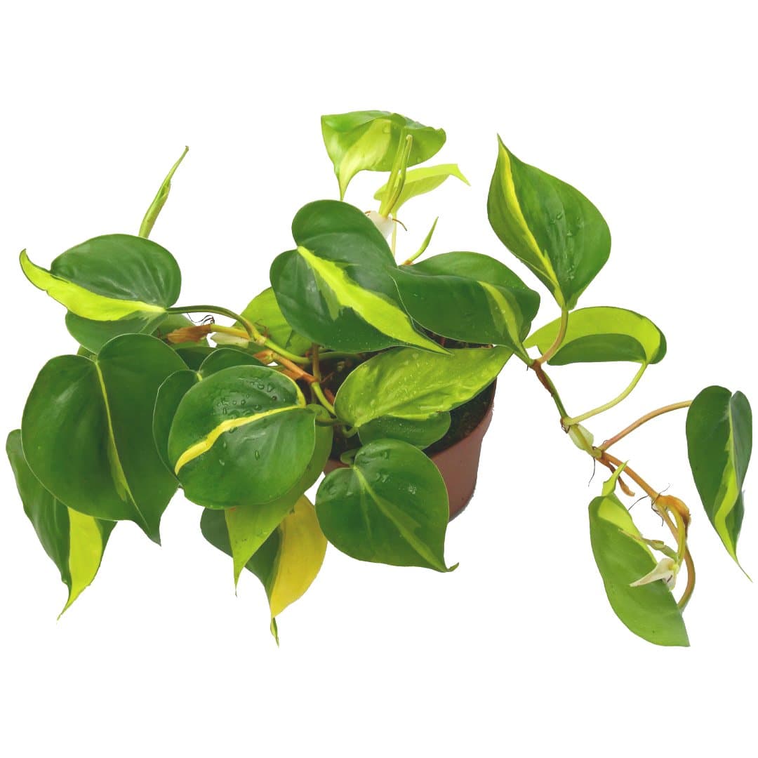PHILODENDRON SCANDENS "BRASIL": Plantas para terrario 3