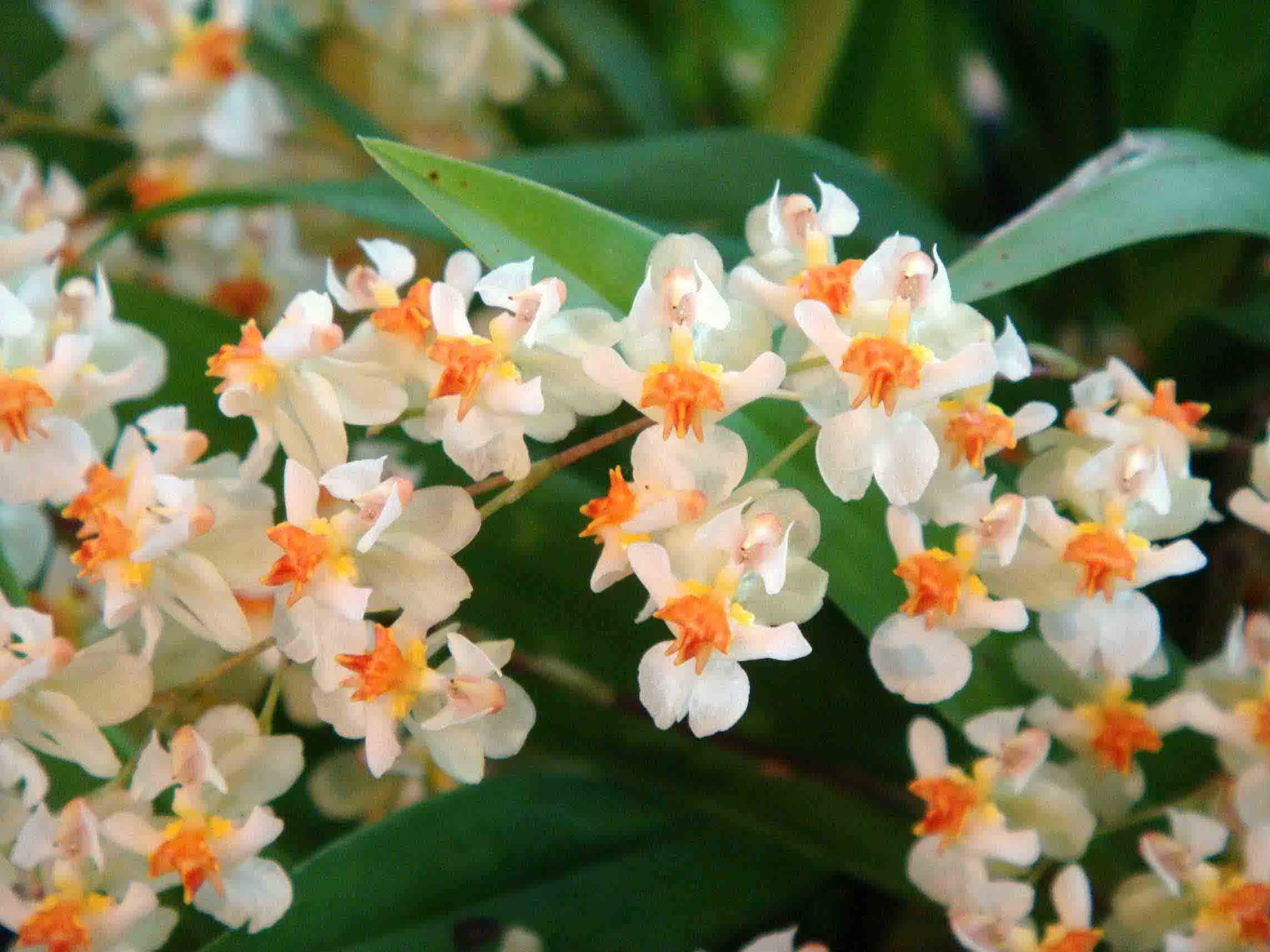 Oncidium Twinkle pearl mini