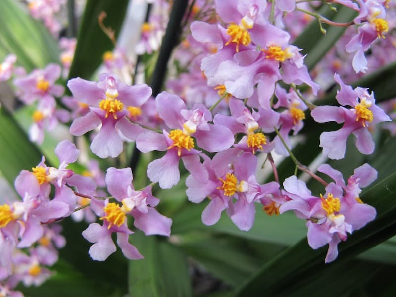 Oncidium ornithorhynchum: Impresionante Oncidium con abundantes floraciones de color morado claro
