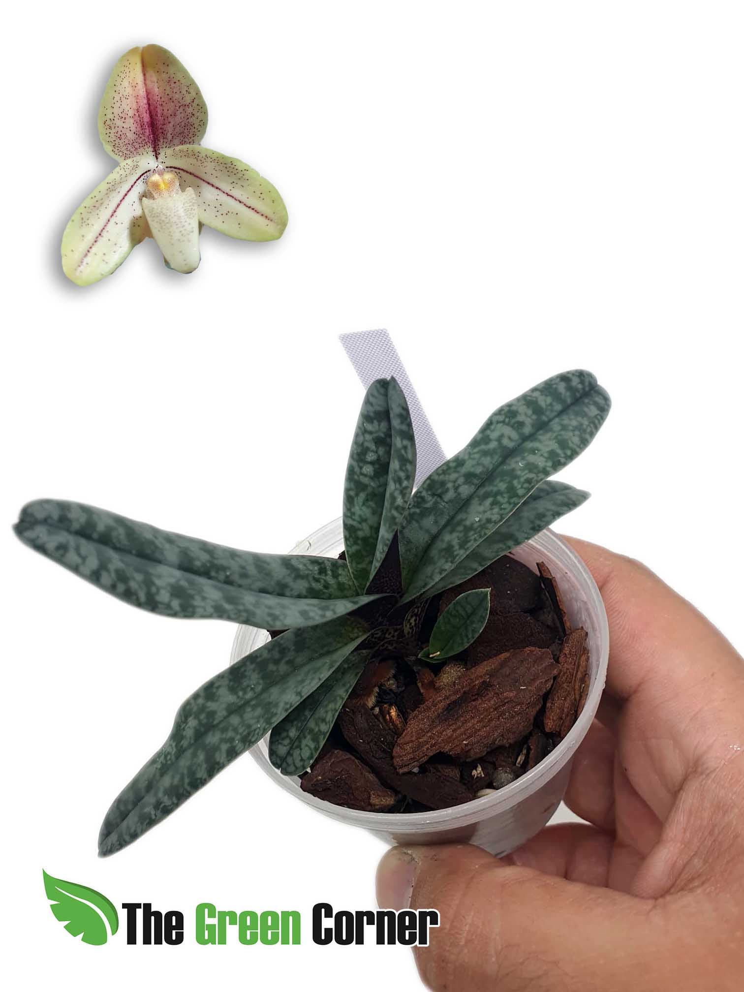 Paphiopedilum concolor striatum 2