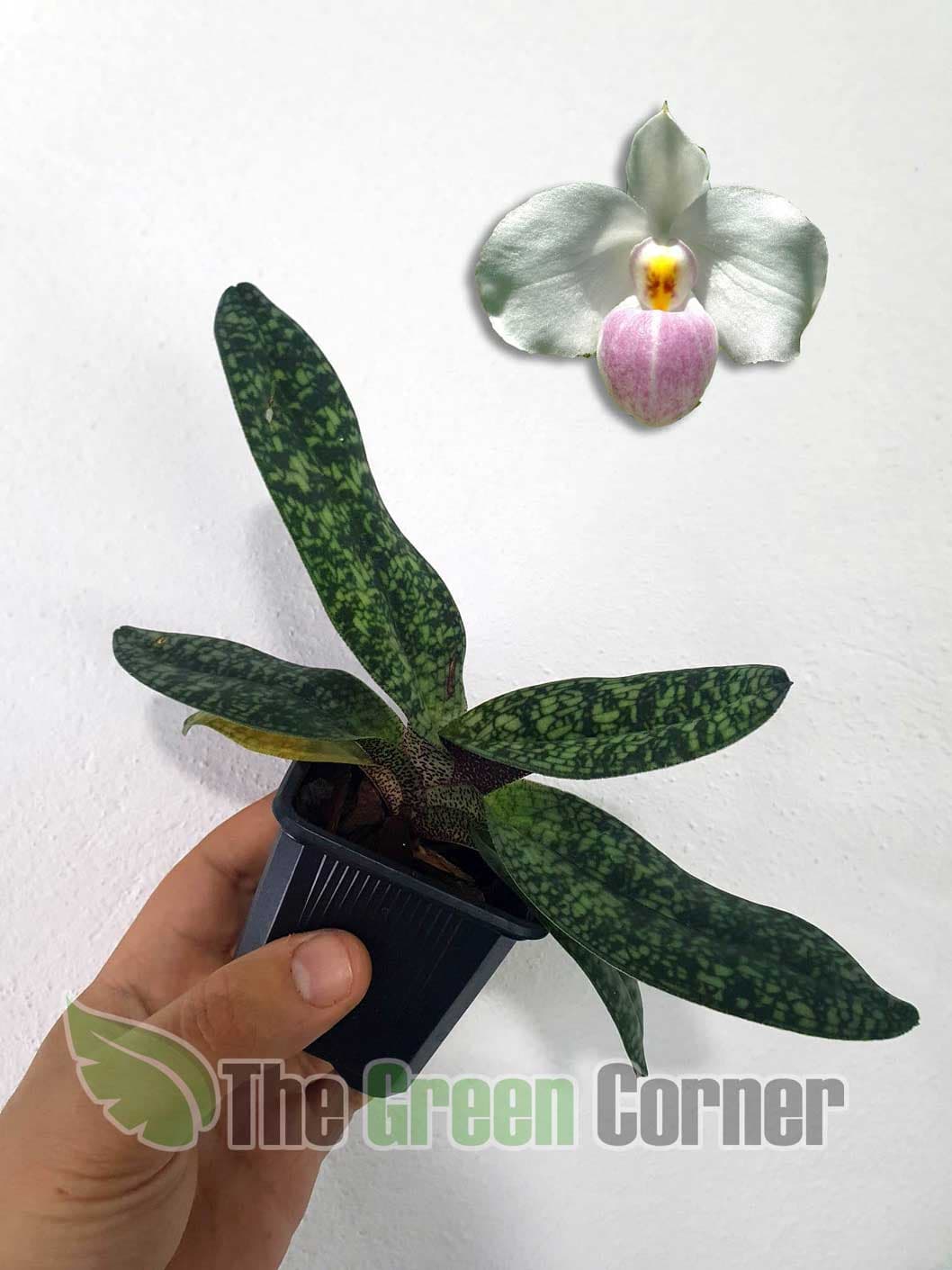 Paphiopedilum delenatii: Pequeña Orquidea del genero con una floracion muy delicada y sutil. perfecto para cultivar en musgo.
