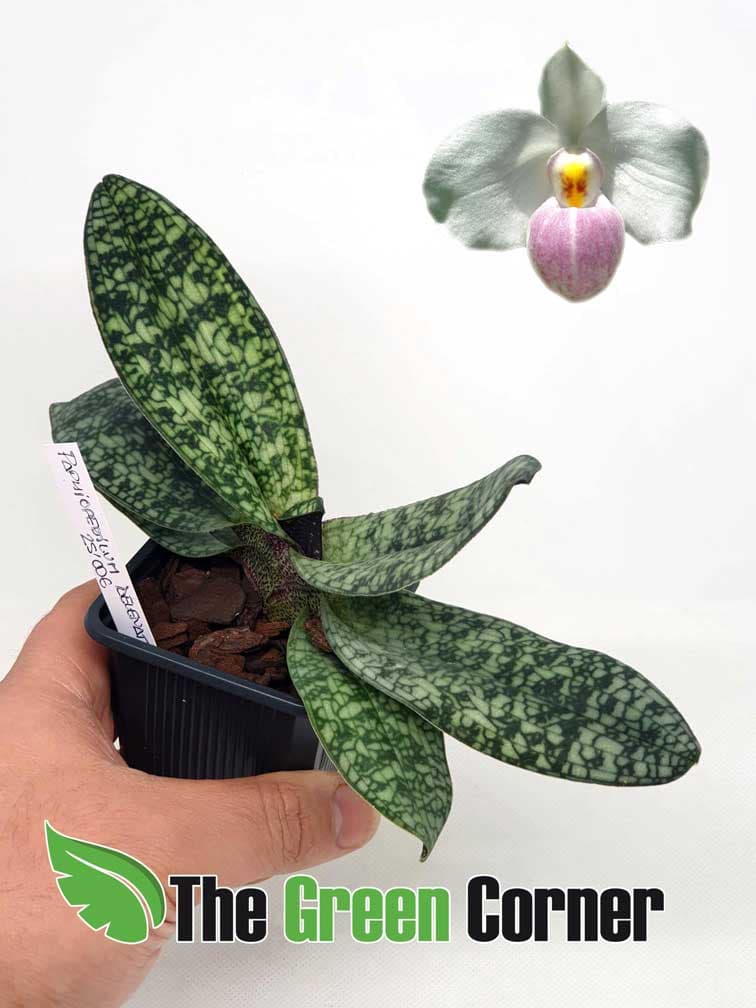 Paphiopedilum delenatii: El pequeño zapatito 2