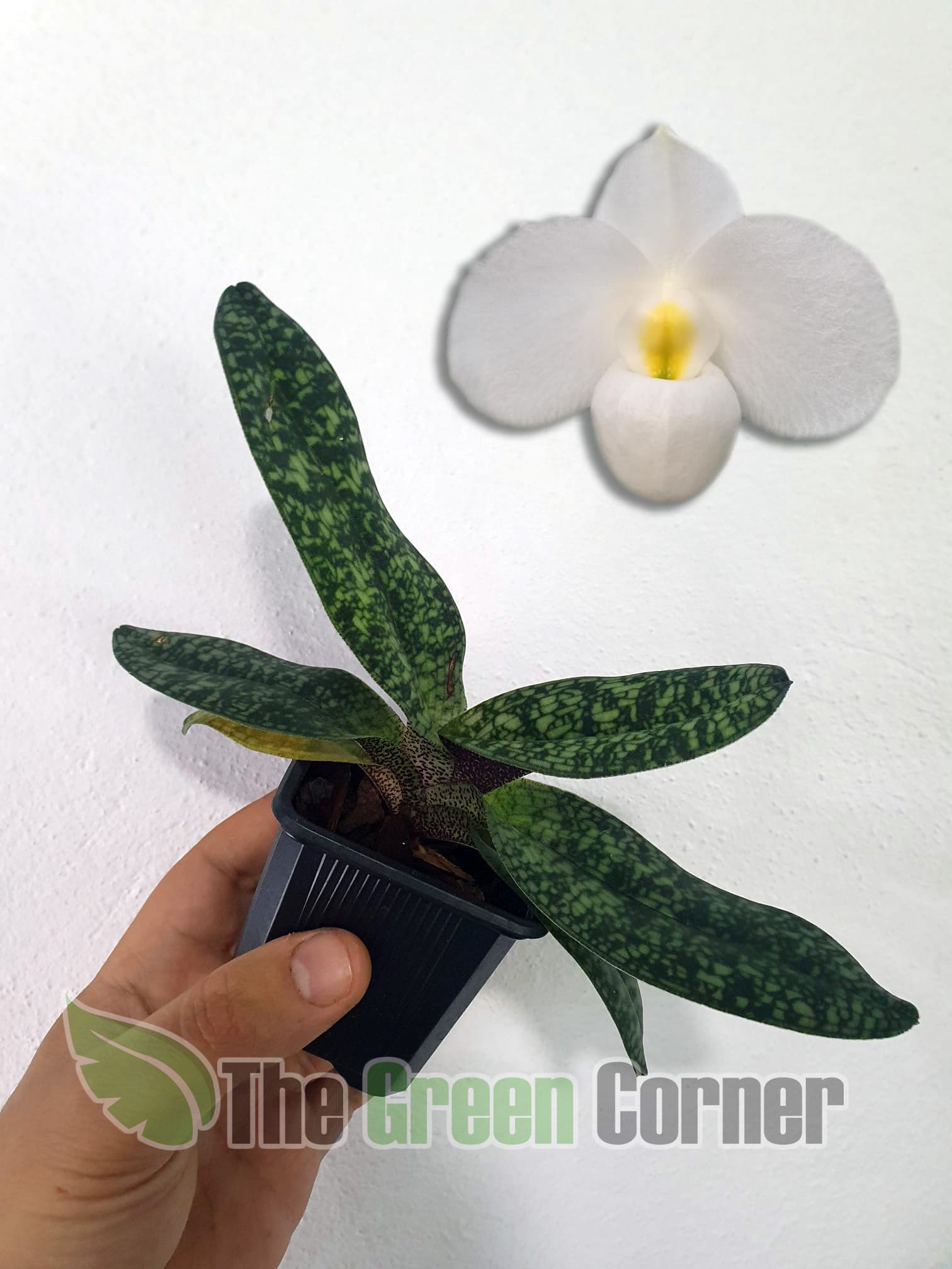 Paphiopedilum delenatii: Pequeña Orquidea del genero con una floracion muy delicada y sutil. perfecto para cultivar en musgo.