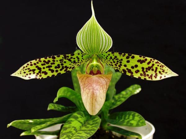  Zapatilla de Venus. Una Orquídea de ensueño a un solo click